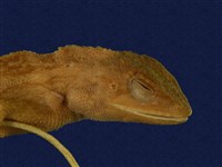 Swinhoe’s tree lizard Collection Image, Figure 7, Total 7 Figures
